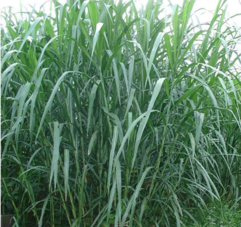 皇竹草种苗高产量多年生宿根牧草现砍现发
