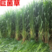 皇竹草种子皇竹草种节甜象草种高产量多年生宿根牧草现砍现发