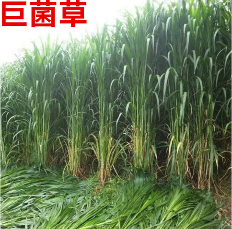 皇竹草种苗高产量多年生宿根牧草现砍现发