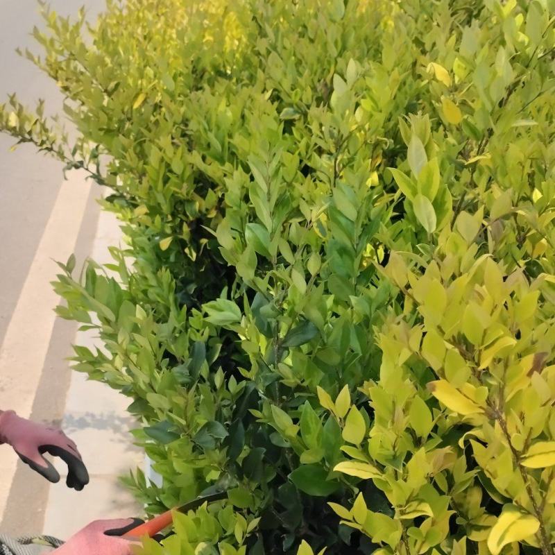 金森女贞枝条