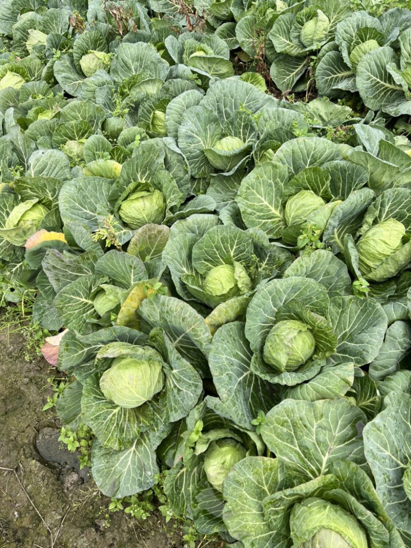 浙江甘蓝绿甘蓝包心菜萧山甘蓝兰州包中甘21保质保量
