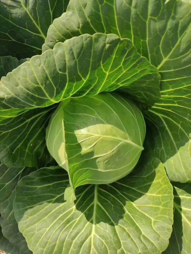 浙江甘蓝绿甘蓝包心菜萧山甘蓝兰州包中甘21保质保量