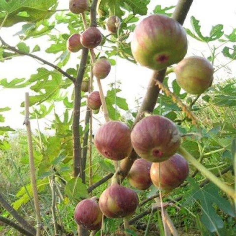 无花果种子四季易种活蔬菜水果种子室外阳台农家地栽植物果树