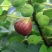 无花果种子四季易种活蔬菜水果种子室外阳台农家地栽植物果树