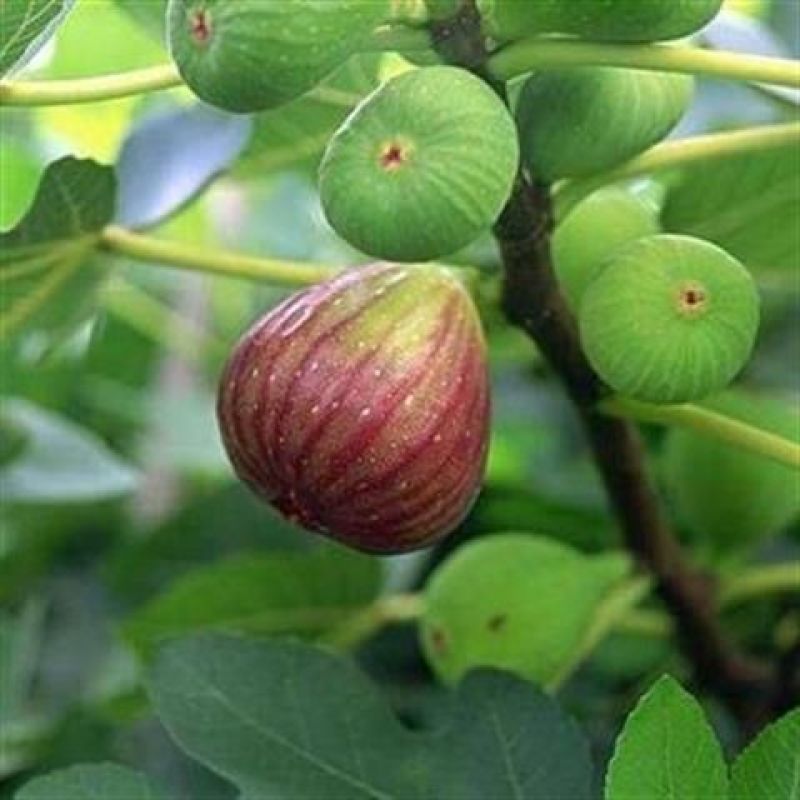 无花果种子四季易种活蔬菜水果种子室外阳台农家地栽植物果树