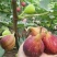 无花果种子四季易种活蔬菜水果种子室外阳台农家地栽植物果树