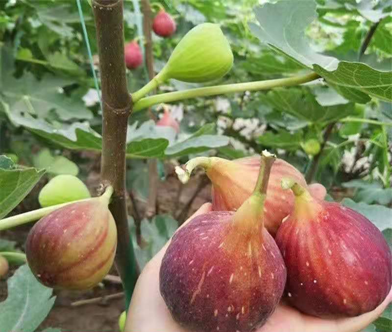 无花果种子四季易种活蔬菜水果种子室外阳台农家地栽植物果树