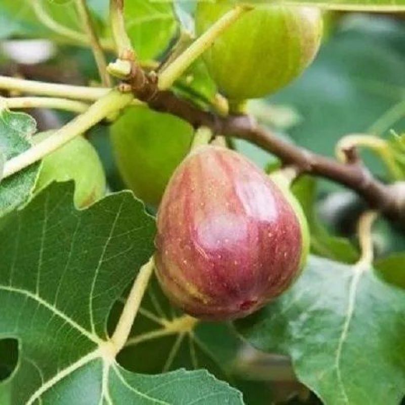 无花果种子四季易种活蔬菜水果种子室外阳台农家地栽植物果树
