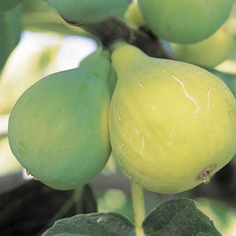 无花果种子四季易种活蔬菜水果种子室外阳台农家地栽植物果树