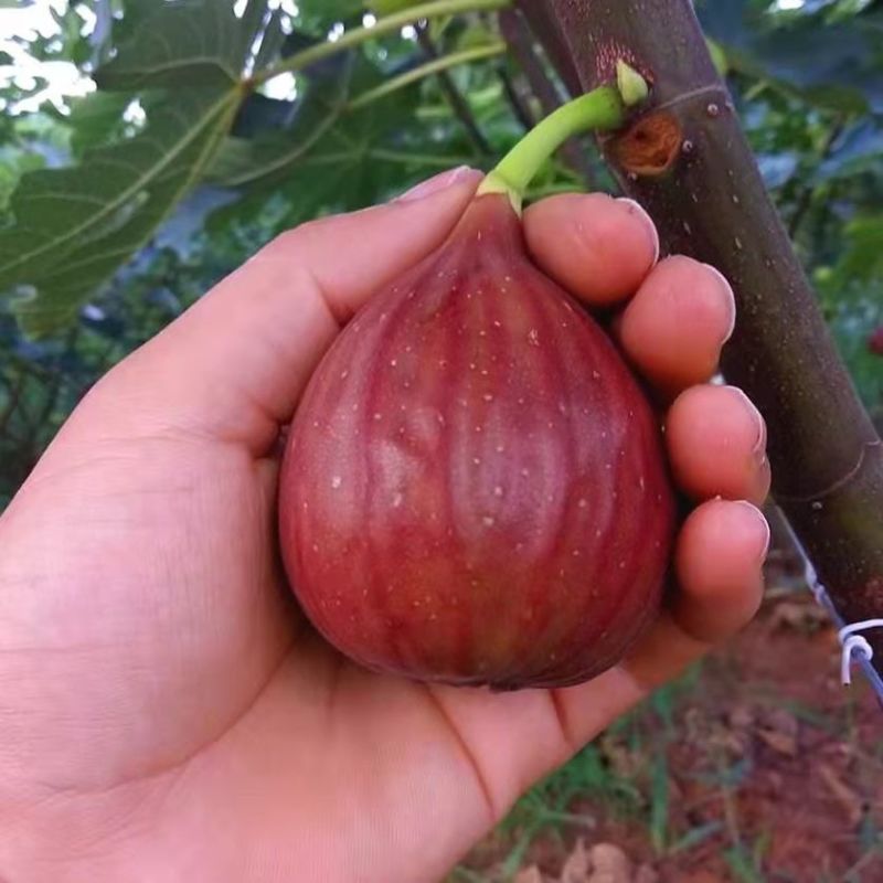 无花果种子四季易种活蔬菜水果种子室外阳台农家地栽植物果树