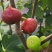 无花果种子四季易种活蔬菜水果种子室外阳台农家地栽植物果树
