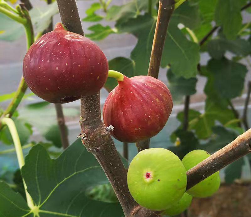 无花果种子四季易种活蔬菜水果种子室外阳台农家地栽植物果树