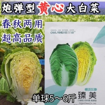 超高品质！臻美黄心大白菜种子，春秋两用，黄芯口感好品质佳