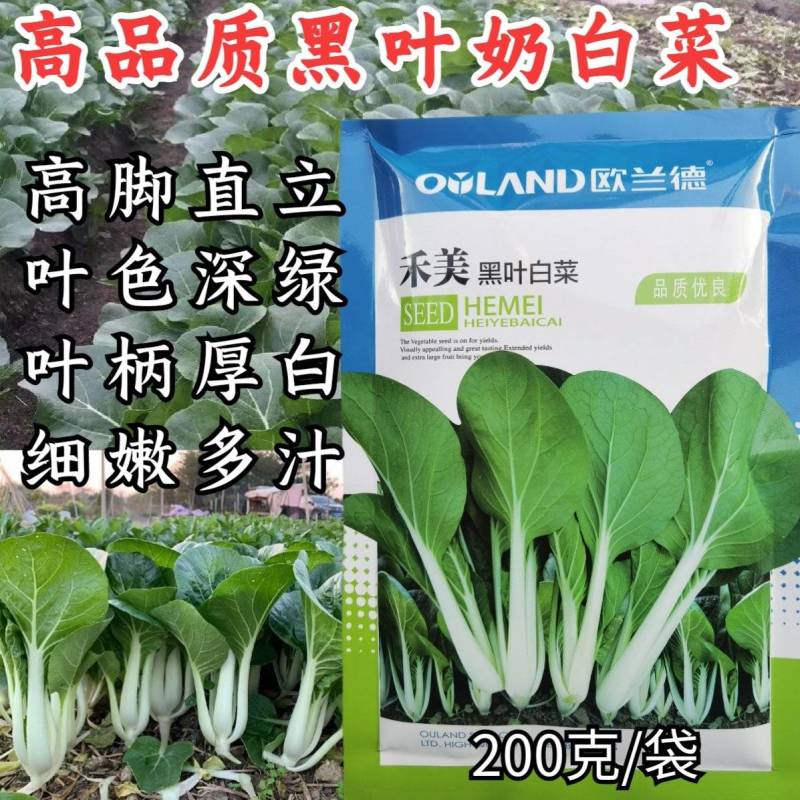 禾美黑叶白菜种子奶白菜种子耐热细嫩多汁基地专用