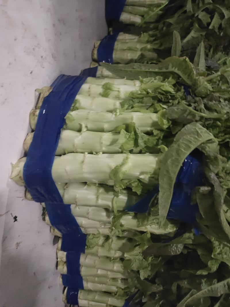 精品莴笋大量上市