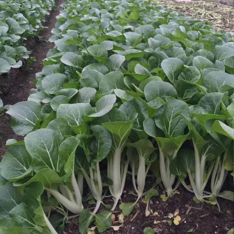 禾美黑叶白菜种子奶白菜种子耐热细嫩多汁基地专用