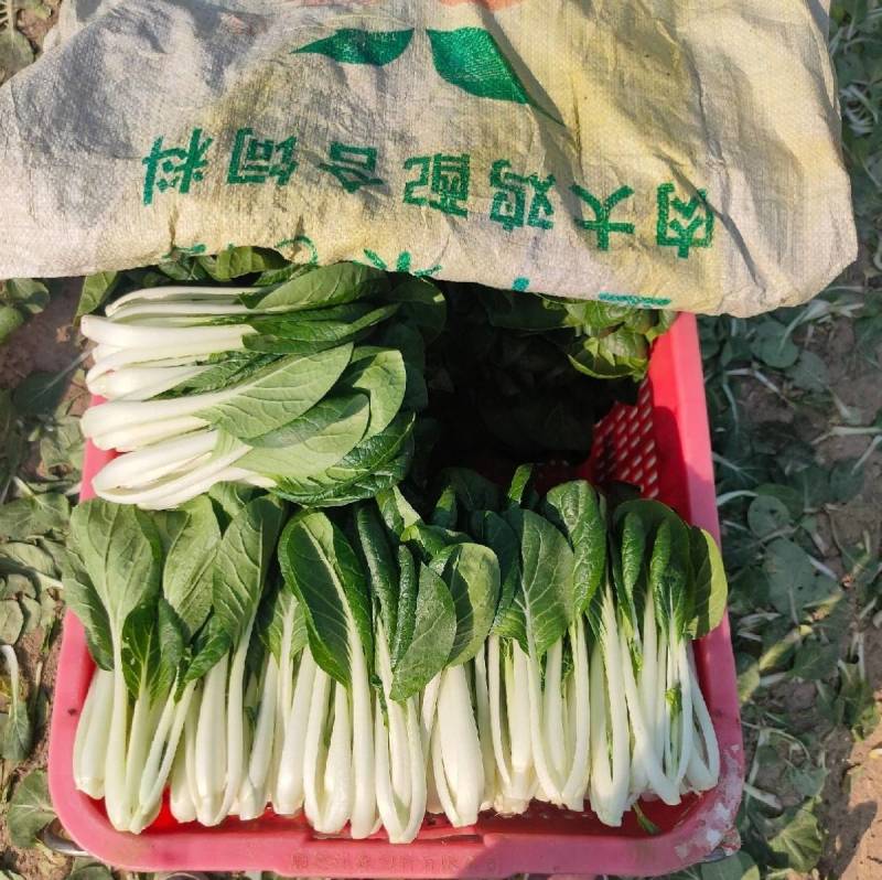 禾美黑叶白菜种子奶白菜种子耐热细嫩多汁基地专用