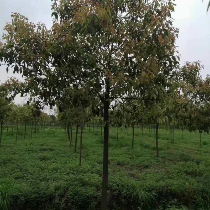 香樟树