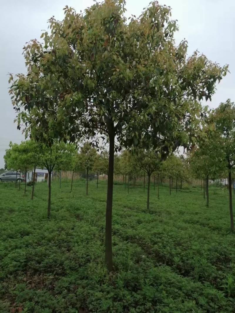 香樟树