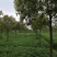 香樟树