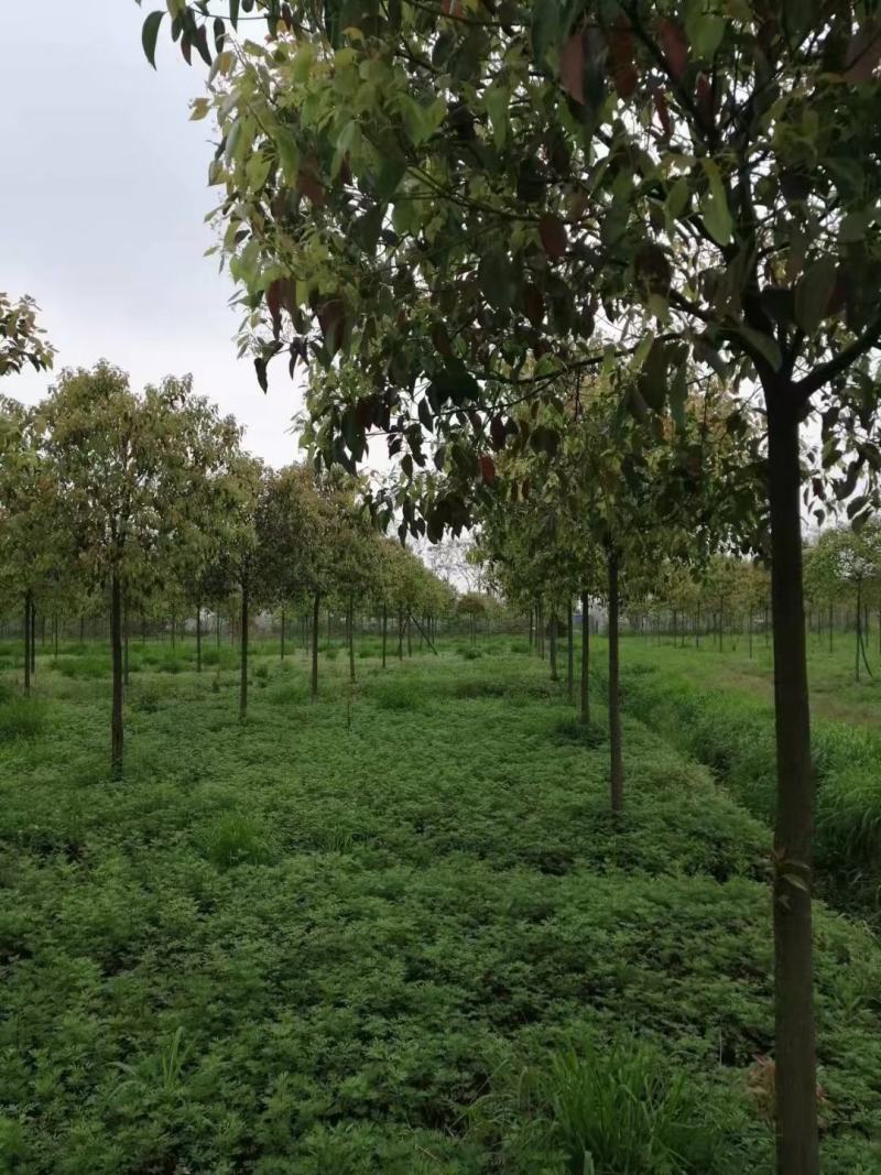 香樟树
