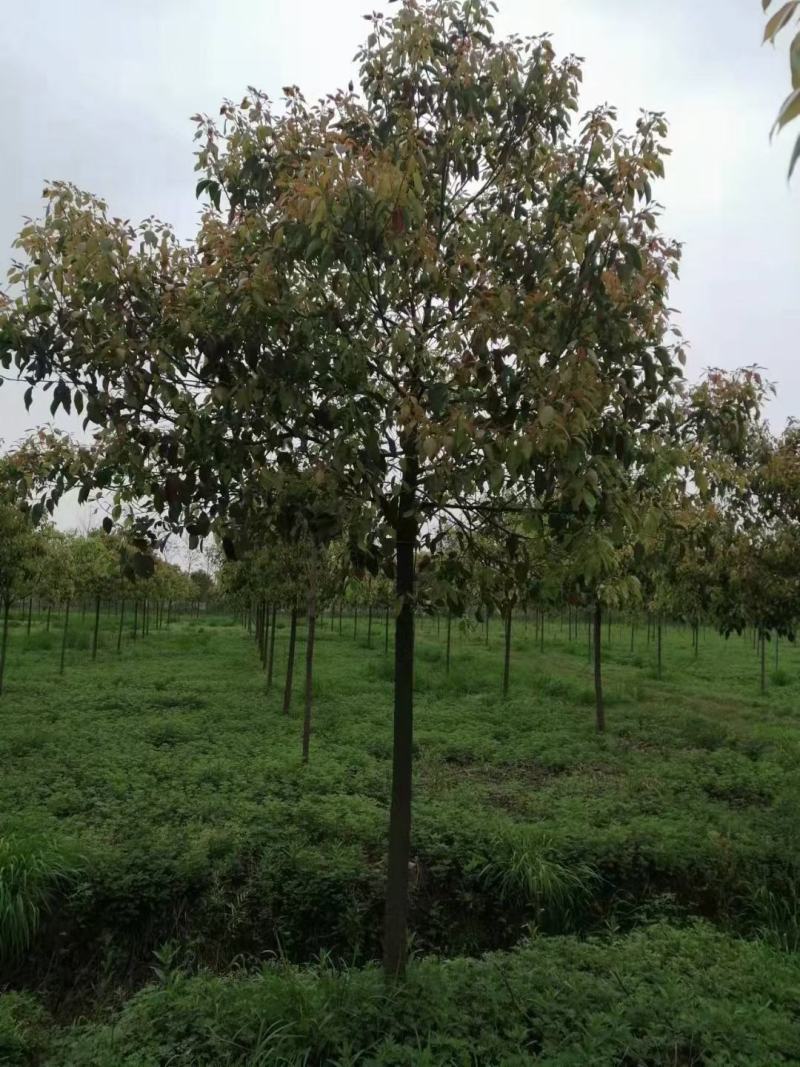 香樟树