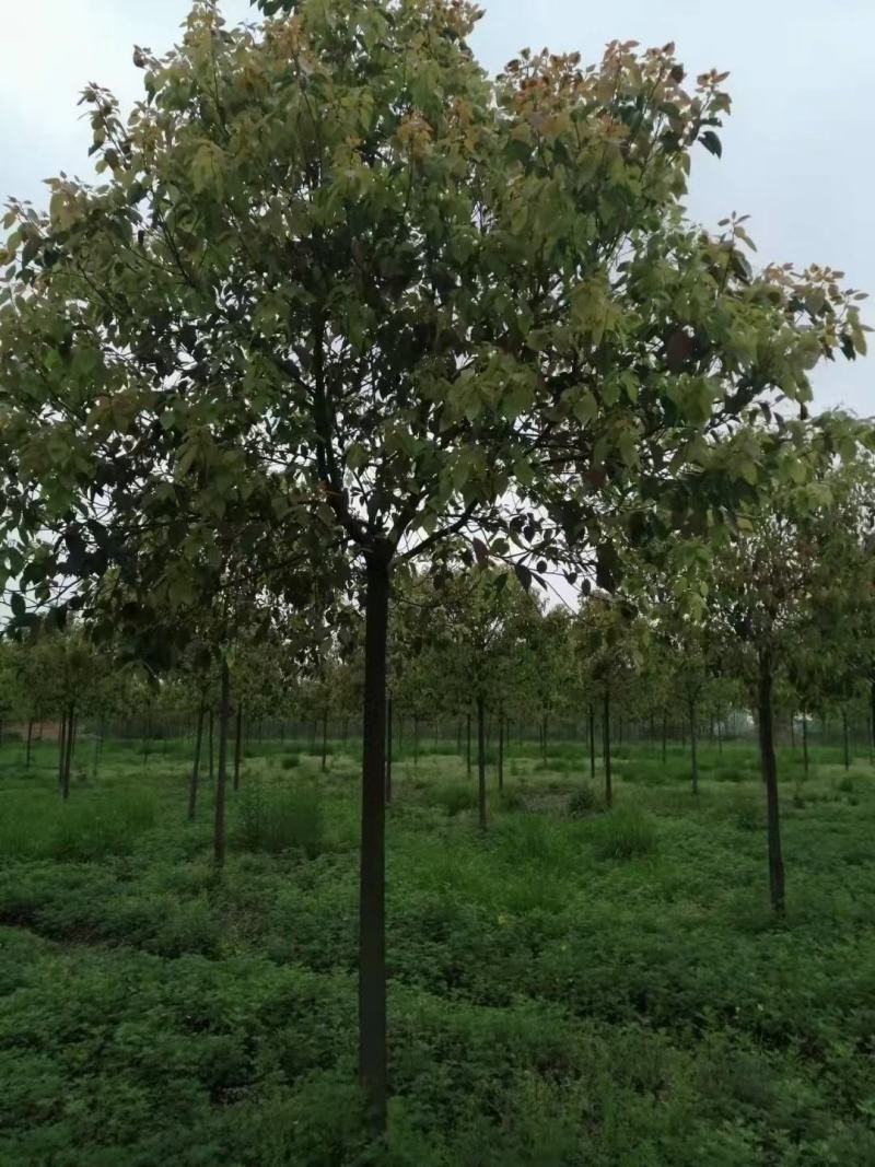 香樟树