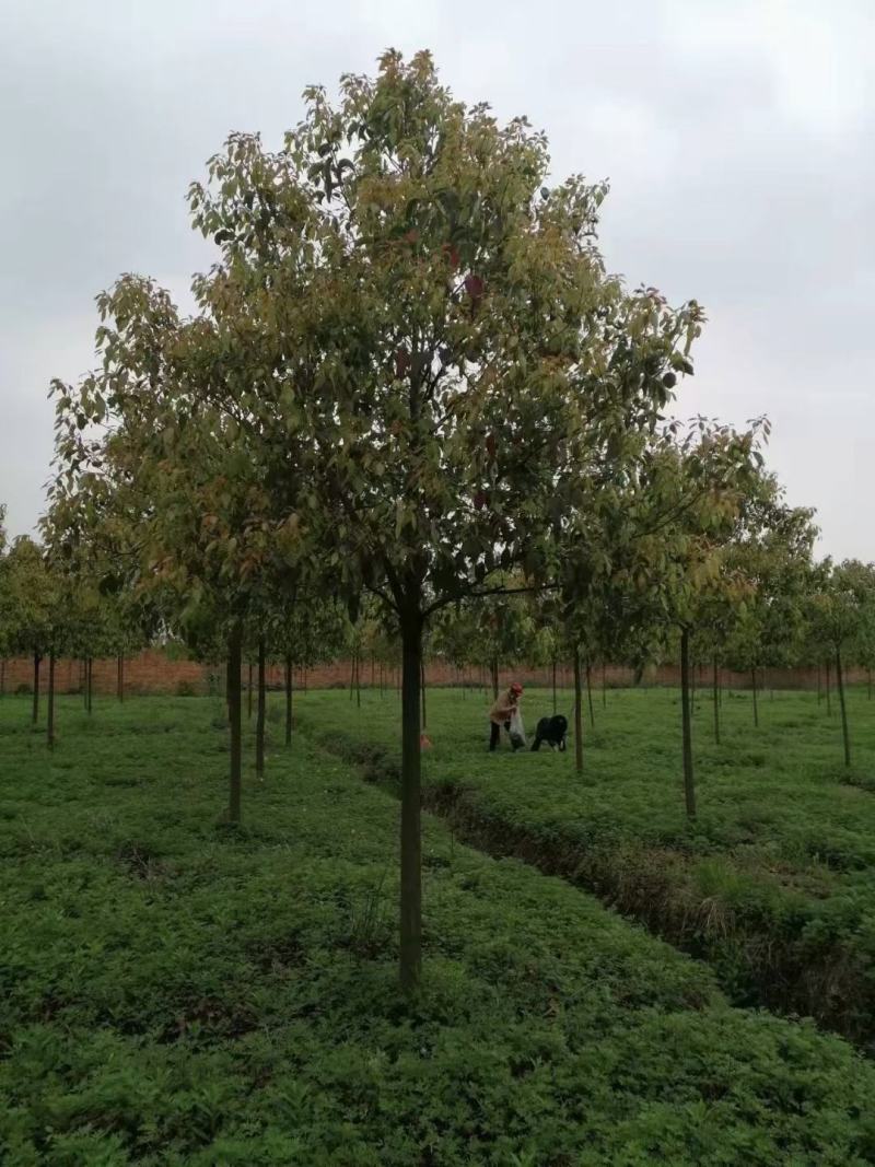 香樟树