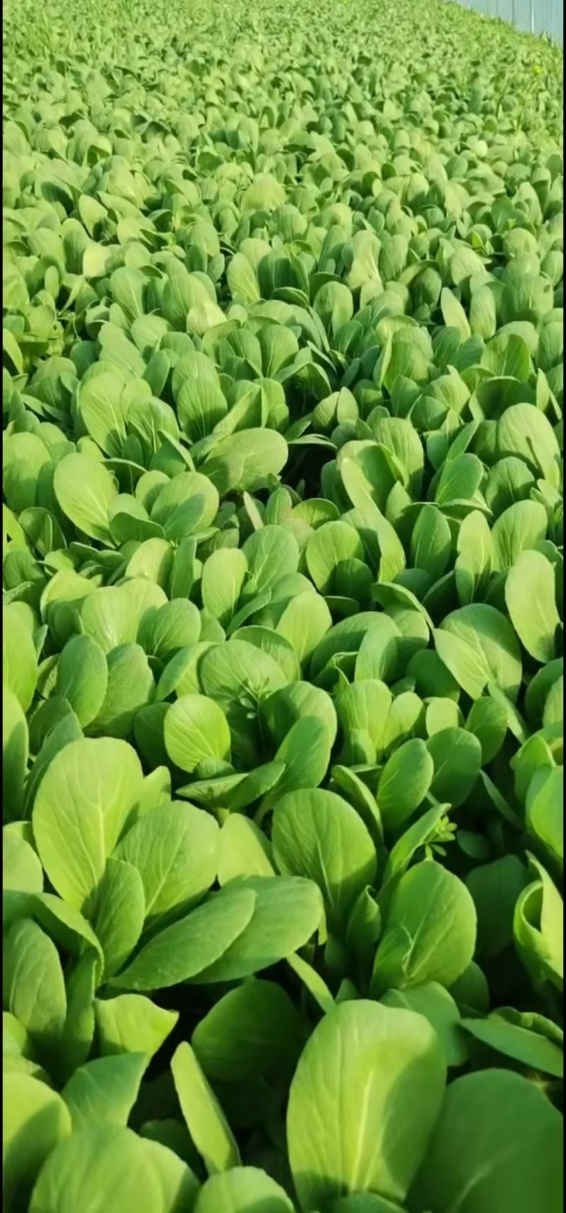 【优选】陆地精品菜，通货，食品厂专用菜等。质量优良。