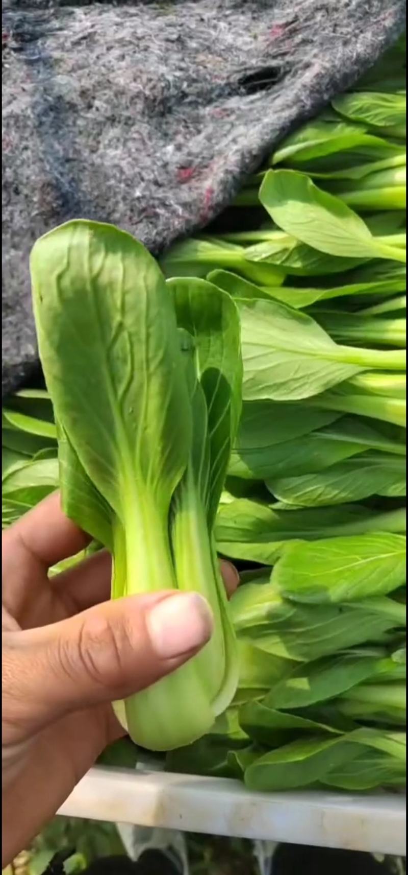 【优选】陆地精品菜，通货，食品厂专用菜等。质量优良。