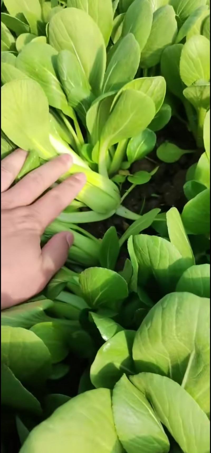 【优选】陆地精品菜，通货，食品厂专用菜等。质量优良。