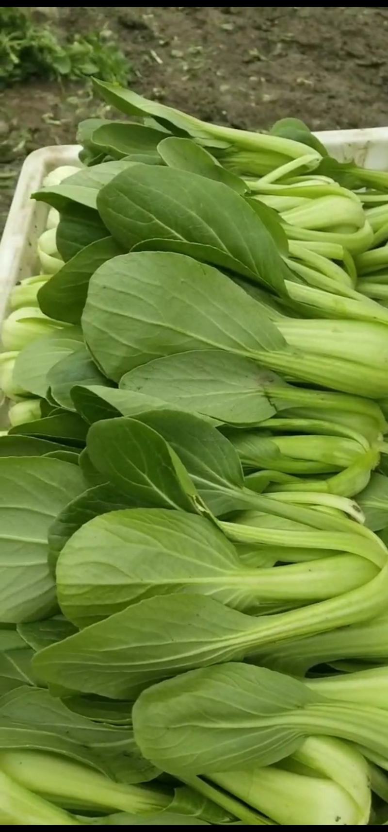 【优选】陆地精品菜，通货，食品厂专用菜等。质量优良。