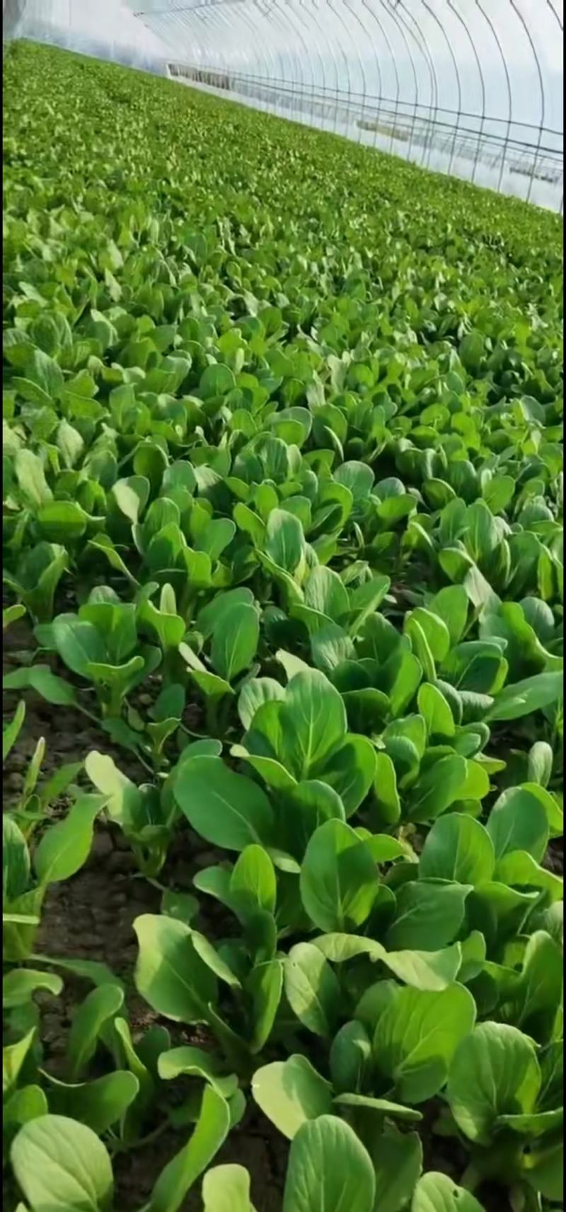 【优选】陆地精品菜，通货，食品厂专用菜等。质量优良。