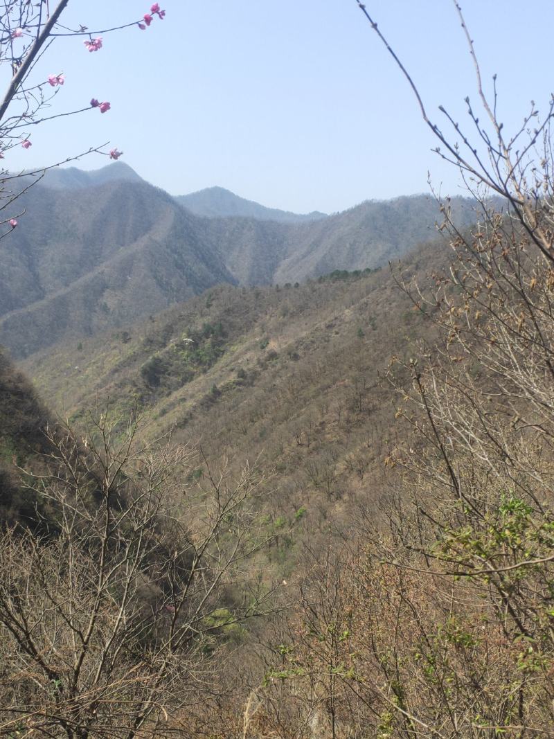 纯自然野生土蜂蜜