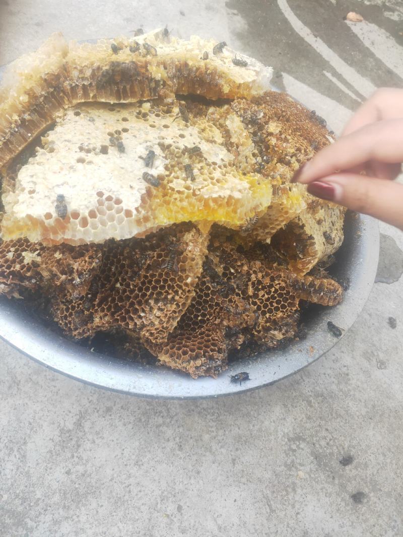 纯自然野生土蜂蜜