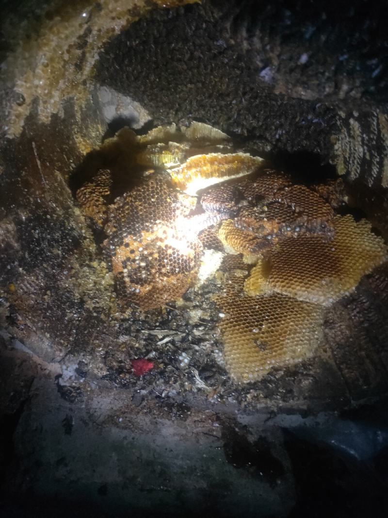 纯自然野生土蜂蜜