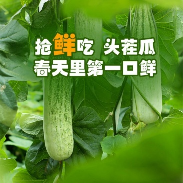 山东莘县燕店羊角蜜，博洋9，玉菇，绿宝等各种甜瓜