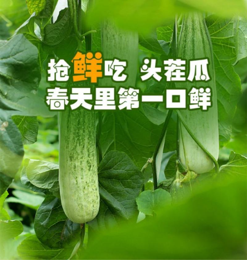 山东莘县燕店羊角蜜，博洋9，玉菇，绿宝等各种甜瓜