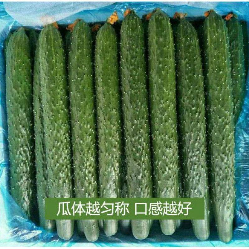 绿心大黄瓜