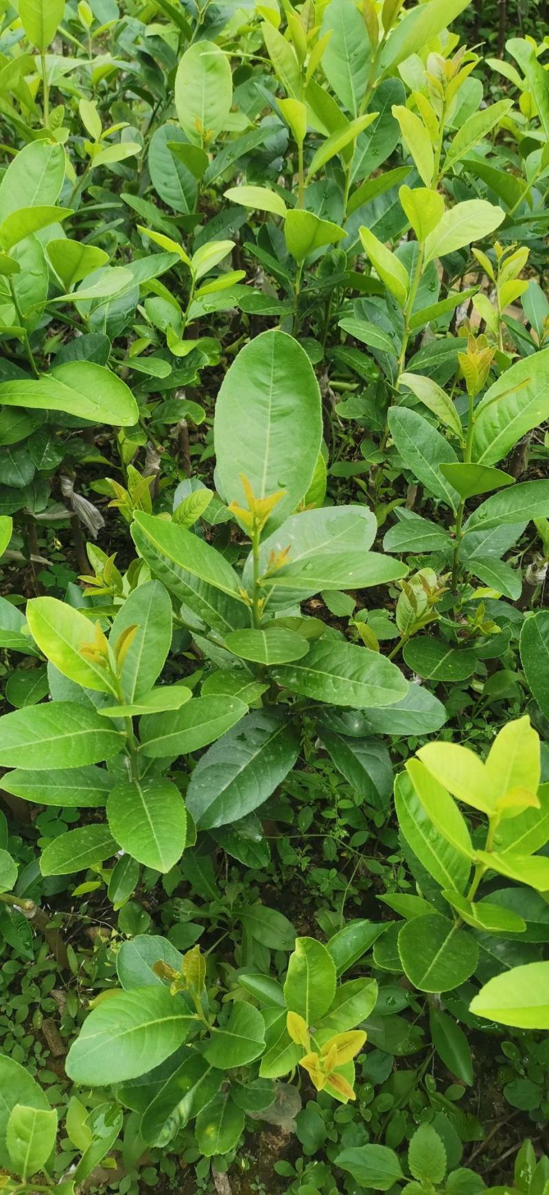 优质四季广东香水柠檬，台湾香水无籽青柠檬，基地直发放心苗