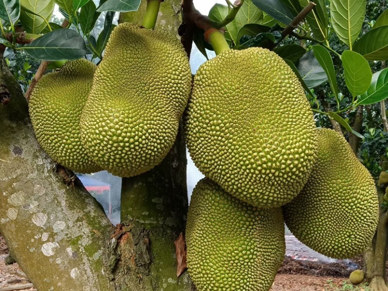 广东无胶菠萝蜜，吃起来香味十足嘴手都留有郁香，营养丰富
