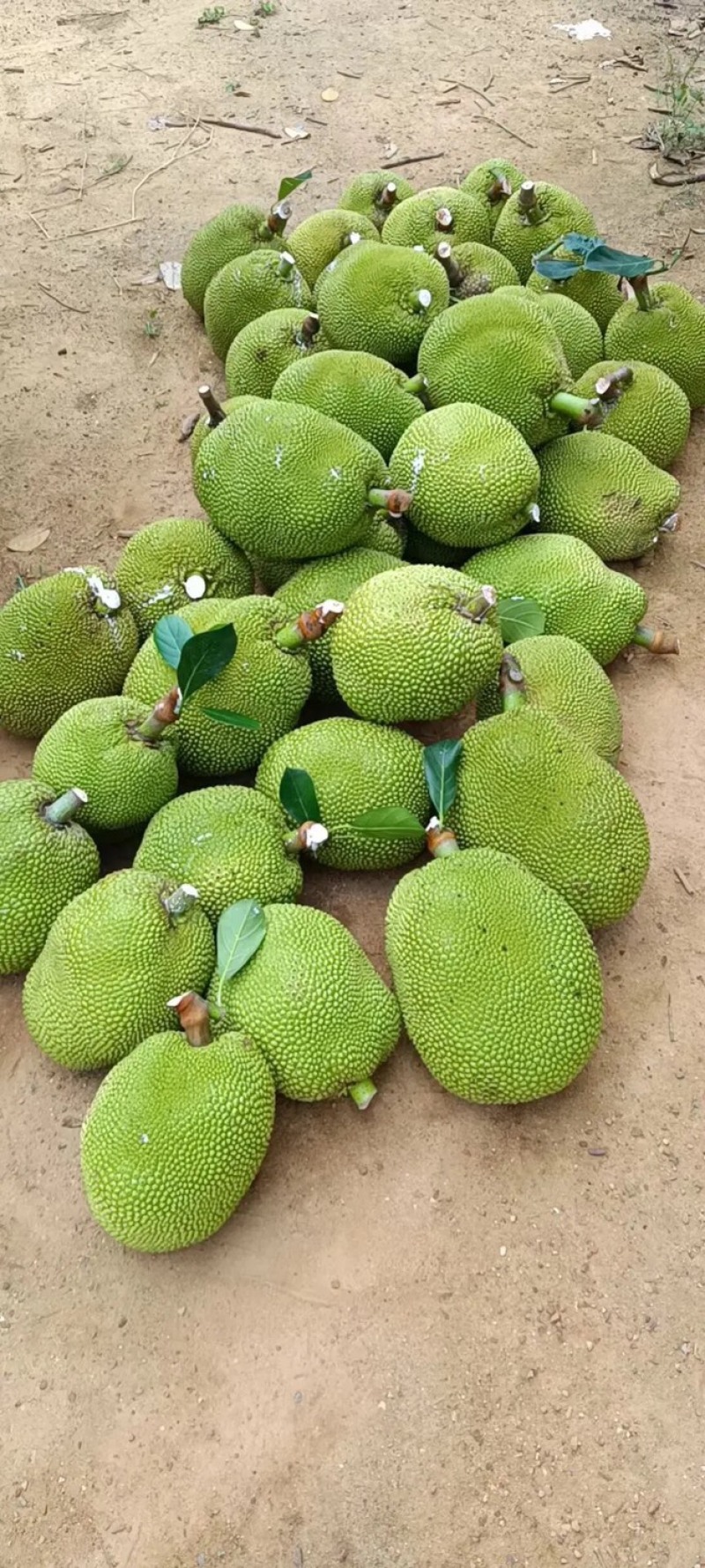 广东无胶菠萝蜜，吃起来香味十足嘴手都留有郁香，营养丰富