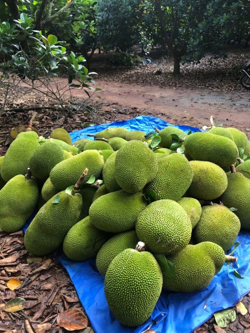 广东无胶菠萝蜜，吃起来香味十足嘴手都留有郁香，营养丰富