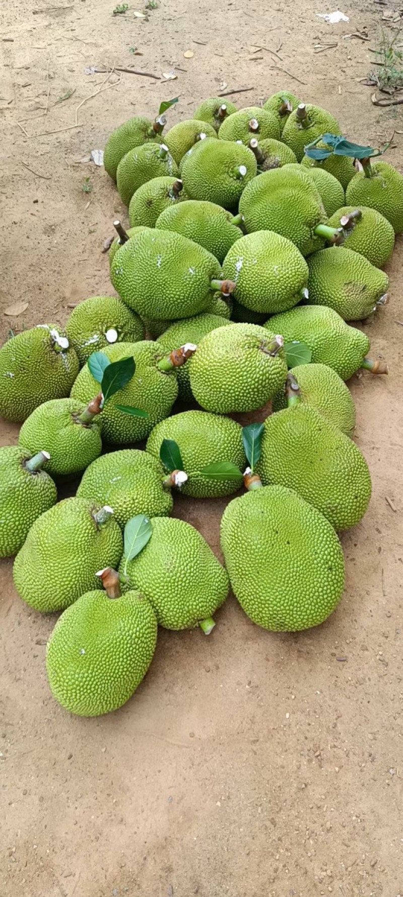广东无胶菠萝蜜，吃起来香味十足嘴手都留有郁香，营养丰富