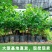 【带土带叶】巴西樱桃树苗车厘子大樱桃苗南北方种植庭院地栽