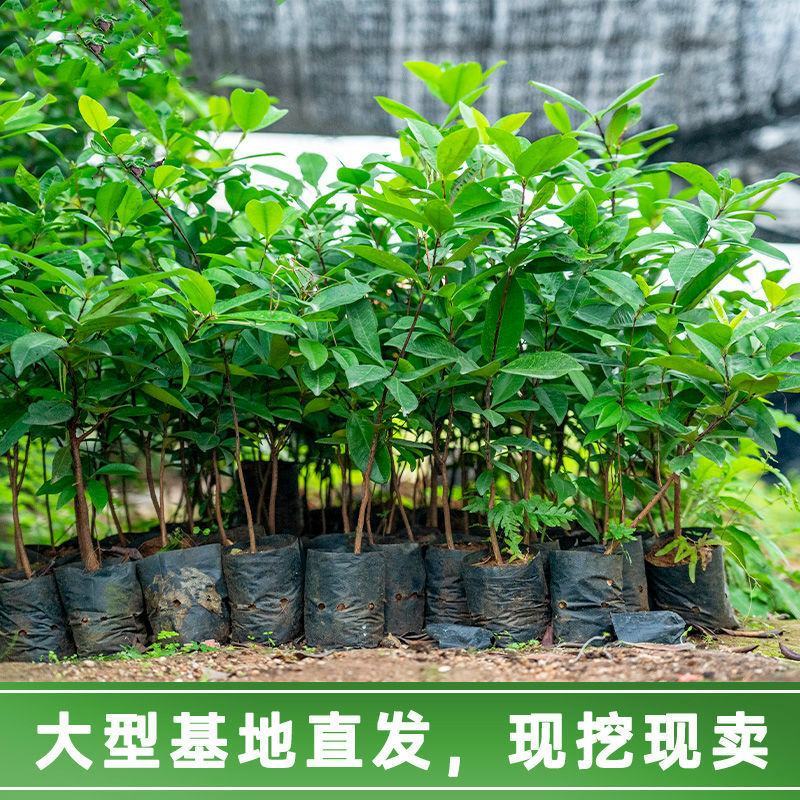 【带土带叶】巴西樱桃树苗车厘子大樱桃苗南北方种植庭院地栽