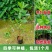 【带土带叶】巴西樱桃树苗车厘子大樱桃苗南北方种植庭院地栽