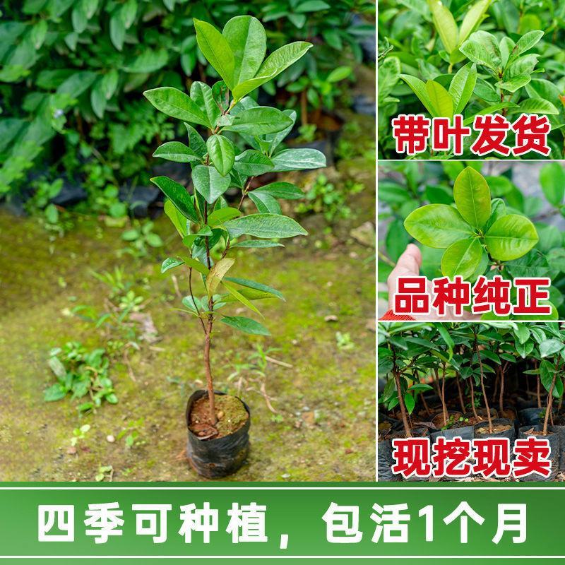 【带土带叶】巴西樱桃树苗车厘子大樱桃苗南北方种植庭院地栽