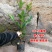 【带土带叶】巴西樱桃树苗车厘子大樱桃苗南北方种植庭院地栽