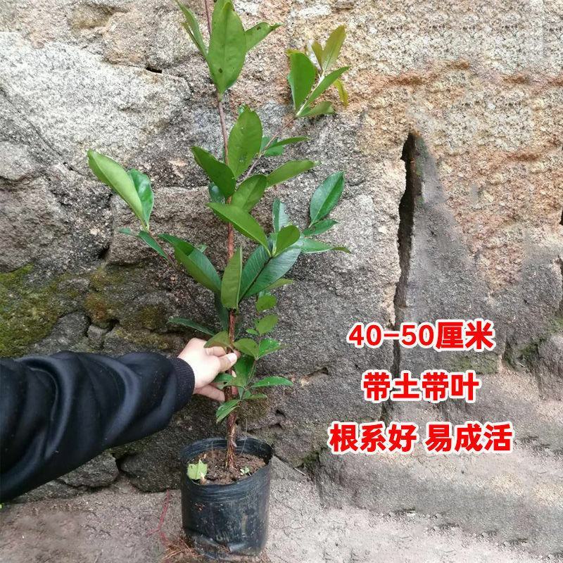 【带土带叶】巴西樱桃树苗车厘子大樱桃苗南北方种植庭院地栽